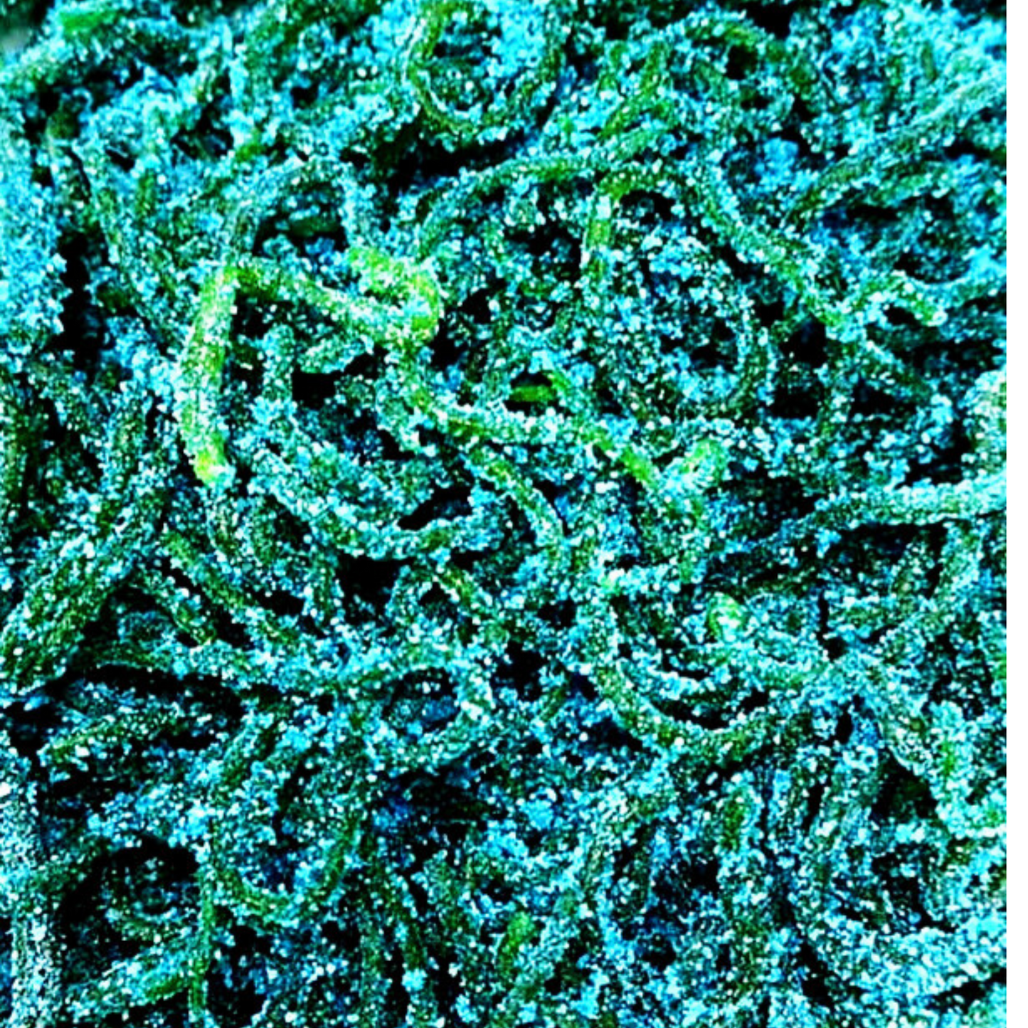 Skwinklies Salsagheti (Multiple Flavors)